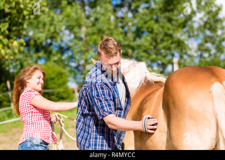 Paar Kämmen Pferd auf Ponyhof Stockfoto