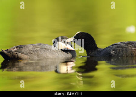 Paar nette gemeinsame Blässhühner küssen Auf Wasseroberfläche (Fulica atra) Stockfoto