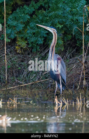 Purpurreiher (Ardea purpurea), Erwachsene stehen am Rande eines Teiches Stockfoto