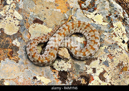 Seltensten europäischen giftige Schlange, die Milos-viper (Macrovipera lebetina Wegen) Stockfoto