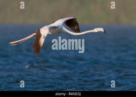 Mehr Flamingo (Phoenicopterus Roseus), Unreife im Flug Stockfoto