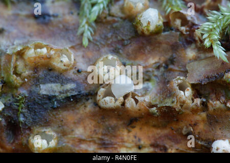 Sphaerobolus stellatus, die gemeinhin als die Kanonenkugel Pilz bekannt Stockfoto