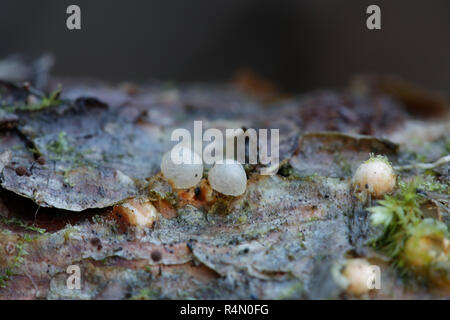 Sphaerobolus stellatus, die gemeinhin als die Kanonenkugel Pilz bekannt Stockfoto