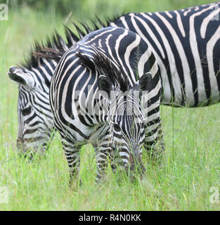 Burchell's Zebra (Equus quagga) Beweidung auf trockenem Gras. Queen Elizabeth National Park, Uganda. Stockfoto