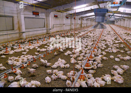 Masthühner auf einem modernen Geflügelfarm Stockfoto