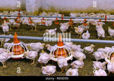 Masthühner auf einem modernen Geflügelfarm Stockfoto