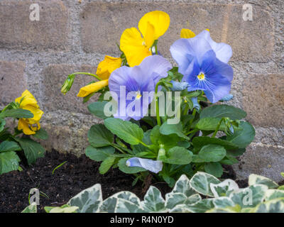 Gruppe von lebendigen zweifarbigen Violen und Stiefmütterchen mit gelben und blauen Blüten, ein perfektes Beispiel für komplementäre Farben in der Natur. Stockfoto