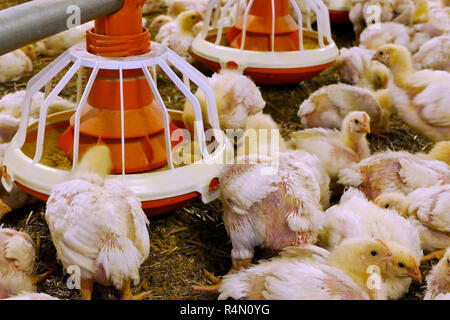 Masthühner auf einem modernen Geflügelfarm Stockfoto