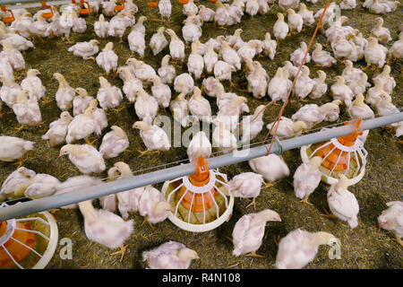 Masthühner auf einem modernen Geflügelfarm Stockfoto