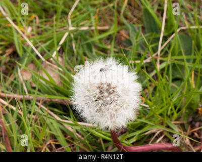 Eine Nahaufnahme von einem schwarzen Insekten Käfer fliegen auf einem weißen Löwenzahn im Frühjahr intakt und ruht bewegungslos Makro auf Gras Boden Hintergrund isoliert Stockfoto