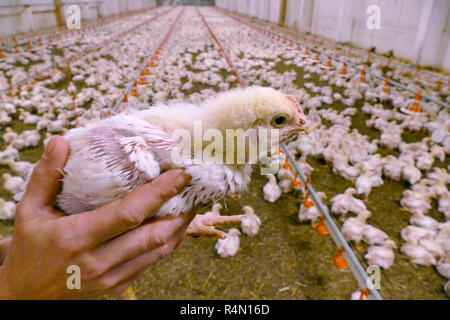 Masthühner auf einem modernen Geflügelfarm Stockfoto