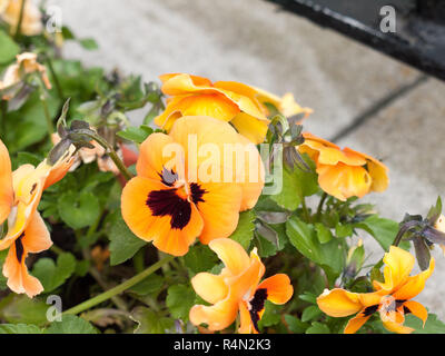 Wunderschöne orange und schwarz Blütenköpfe in Feld an der Vorderseite des Hauses recht bunt verzierten und lebendigen einzigartigen Blüte Blüte frische reife Stockfoto