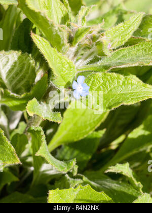 Brennnesseln auf dem Boden liegend im Frühjahr Stockfoto