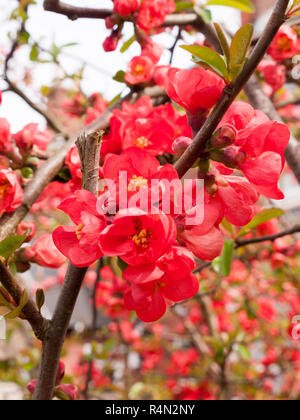 Rote Blüten blühen im Frühling Stockfoto