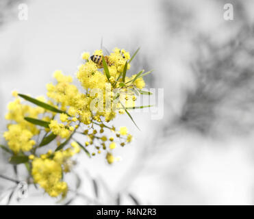 Neues Leben Frühling wattle Stockfoto