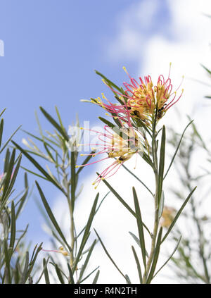 Australian Wildflower Grevillea im Frühjahr Stockfoto