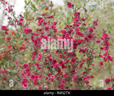 Australische Leptospermum scoparium Burgund Königin einheimische wilde Blumen Stockfoto