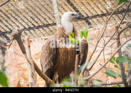 Gänsegeier hinzusehen, abgeschottet fulvus Stockfoto