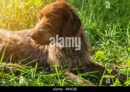 Jagdhund. Drathaar. Braun erwachsenen Hund mit traurigen Augen. Ein brauner Hund, ein Jagdhund ist ein drathaar. Ein jagdhund. Stockfoto