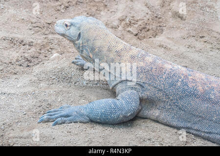 Komodo Dragon ruht auf dem sand Stockfoto