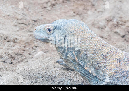 Komodo Dragon ruht auf dem sand Stockfoto