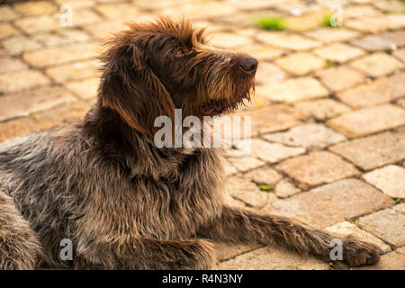 Jagdhund. Drathaar. Braun erwachsenen Hund mit traurigen Augen. Ein brauner Hund, ein Jagdhund ist ein drathaar. Ein jagdhund. Stockfoto