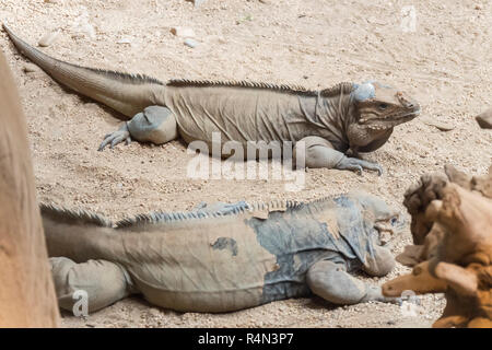 Zwei Nashorn Leguane ruht auf dem sand Stockfoto