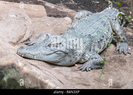 Siamesische Krokodil ruhen ruhig am Wasser Stockfoto