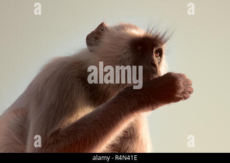 Langur frisst Ameisen auf dem Boden. Affen gebissen durch eine Ameise. Tiere - myrmecophages. Indien Stockfoto