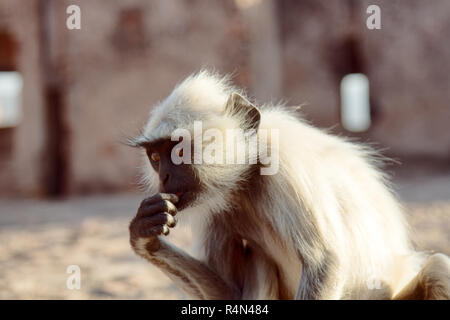 Langur frisst Ameisen auf dem Boden. Affen gebissen durch eine Ameise. Tiere - myrmecophages. Indien Stockfoto