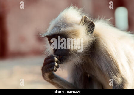 Langur frisst Ameisen auf dem Boden. Affen gebissen durch eine Ameise. Tiere - myrmecophages. Indien Stockfoto