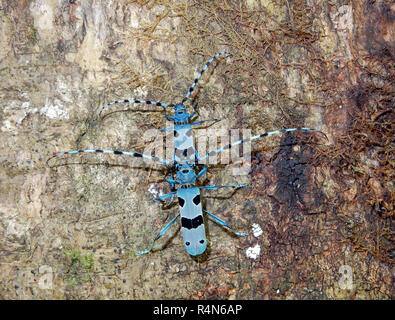 Alpine longhorn Beetle (Rosalia alpina), einem geschützten Europäischen Käfer Stockfoto