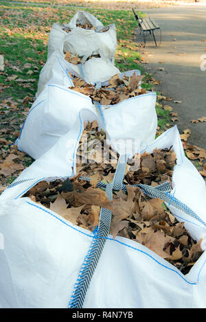 Blätter im Herbst in Tüten warten auf Sammlung und Kompostierung, Russell Square Bloomsbury London England Großbritannien UK Stockfoto