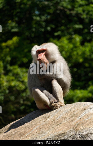 Pavian (Papio Hamadryas) männlich, sitzen auf Felsen, Hellabrunn Zoo, München, Oberbayern, Deutschland, Europa. Stockfoto