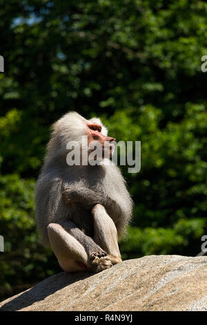 Pavian (Papio Hamadryas) männlich, sitzen auf Felsen, Hellabrunn Zoo, München, Oberbayern, Deutschland, Europa. Stockfoto