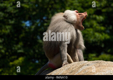 Pavian (Papio Hamadryas) männlich, sitzt auf Felsen mit der Aufforderung, Hellabrunn Zoo, München, Oberbayern, Deutschland, Europa. Stockfoto