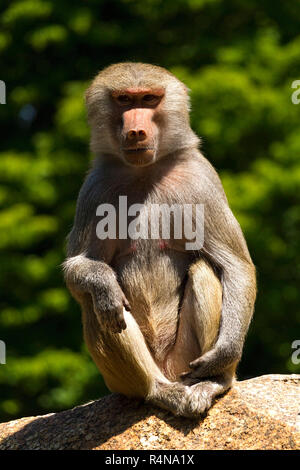 Pavian (Papio Hamadryas) weiblich, sitzen auf Felsen, Hellabrunn Zoo, München, Oberbayern, Deutschland, Europa. Stockfoto