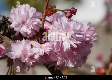 Japanische Kirsche, kiku-shidare-zakura, Prunus serrulata Stockfoto