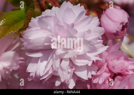 Japanische Kirsche, kiku-shidare-zakura, Prunus serrulata Stockfoto