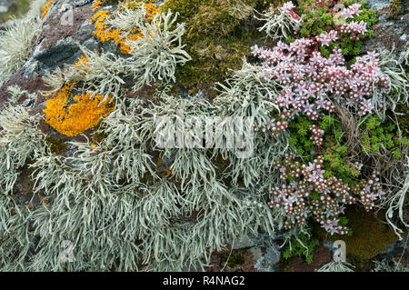 Die grauen Flechten Ramalina siliquosa Meer (Elfenbein), die Orange flechten Caloplaca Marina und Englisch Fetthenne (Sedum anglicum) wachsen in einem maritimen Cliff Stockfoto