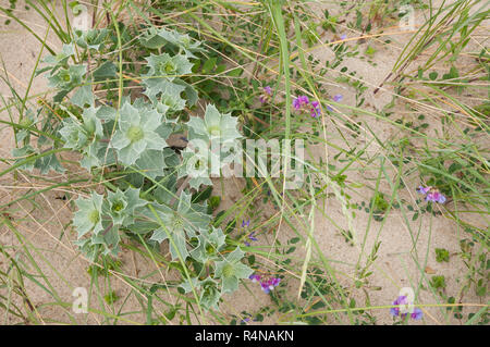 Sand - Dune Gemeinschaft mit Sea Holly (Eryngium maritimum), das Meer Pea (Lathyrus japonicus) und Meer Sandwort (Honckenya peploides) an der dänischen Westküste Stockfoto