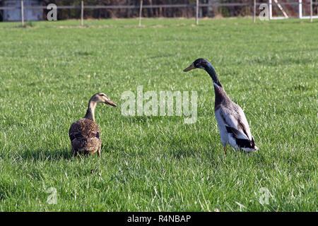 Eine laufende Ente Paar in einer Wiese Stockfoto