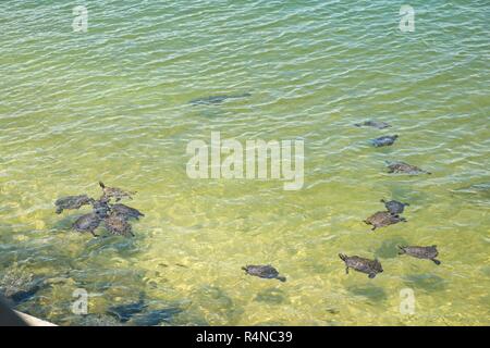 Grünes Wasser Schildkröten und See Karpfen Schwimmen im seichten Wasser in der Nähe der Ufer im See Martin Alabama, USA. Stockfoto