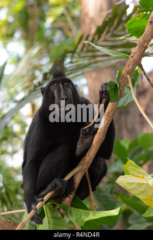 Endemische sulawesi Celebes crested macaque Affen Stockfoto