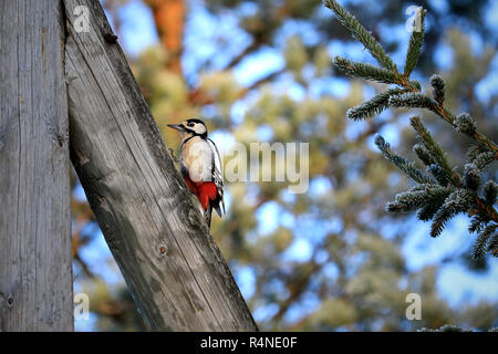 Dendrocopos major, Buntspecht sitzt auf Holz- strom Pylon im Nadelwald in Süden Finnlands im Winter. Stockfoto