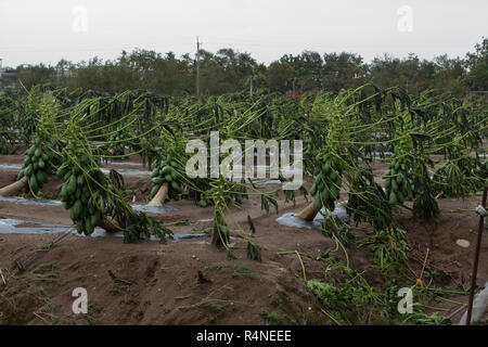 Taifun Morakot Schäden papaya Plantage in Ji'an county, Hualien, wie es Hits der Ostküste von Taiwan am Aug 8, 2009 Stockfoto