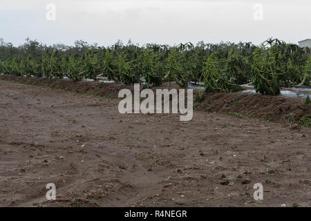 Taifun Morakot Schäden papaya Plantage in Ji'an county, Hualien, wie es Hits der Ostküste von Taiwan am Aug 8, 2009 Stockfoto