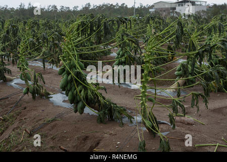 Taifun Morakot Schäden papaya Plantage in Ji'an county, Hualien, wie es Hits der Ostküste von Taiwan am Aug 8, 2009 Stockfoto