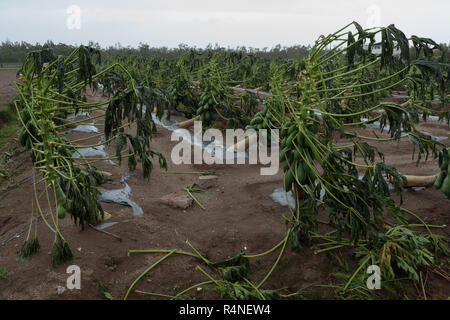 Taifun Morakot Schäden papaya Plantage in Ji'an county, Hualien, wie es Hits der Ostküste von Taiwan am Aug 8, 2009 Stockfoto