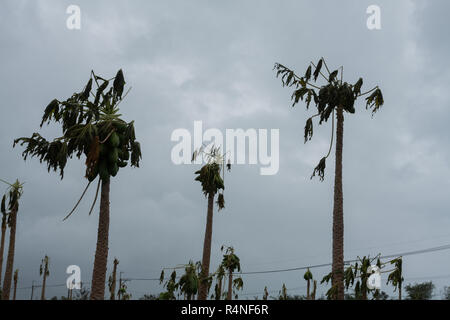 Taifun Morakot Schäden papaya Plantage in Ji'an county, Hualien, wie es Hits der Ostküste von Taiwan am Aug 8, 2009 Stockfoto